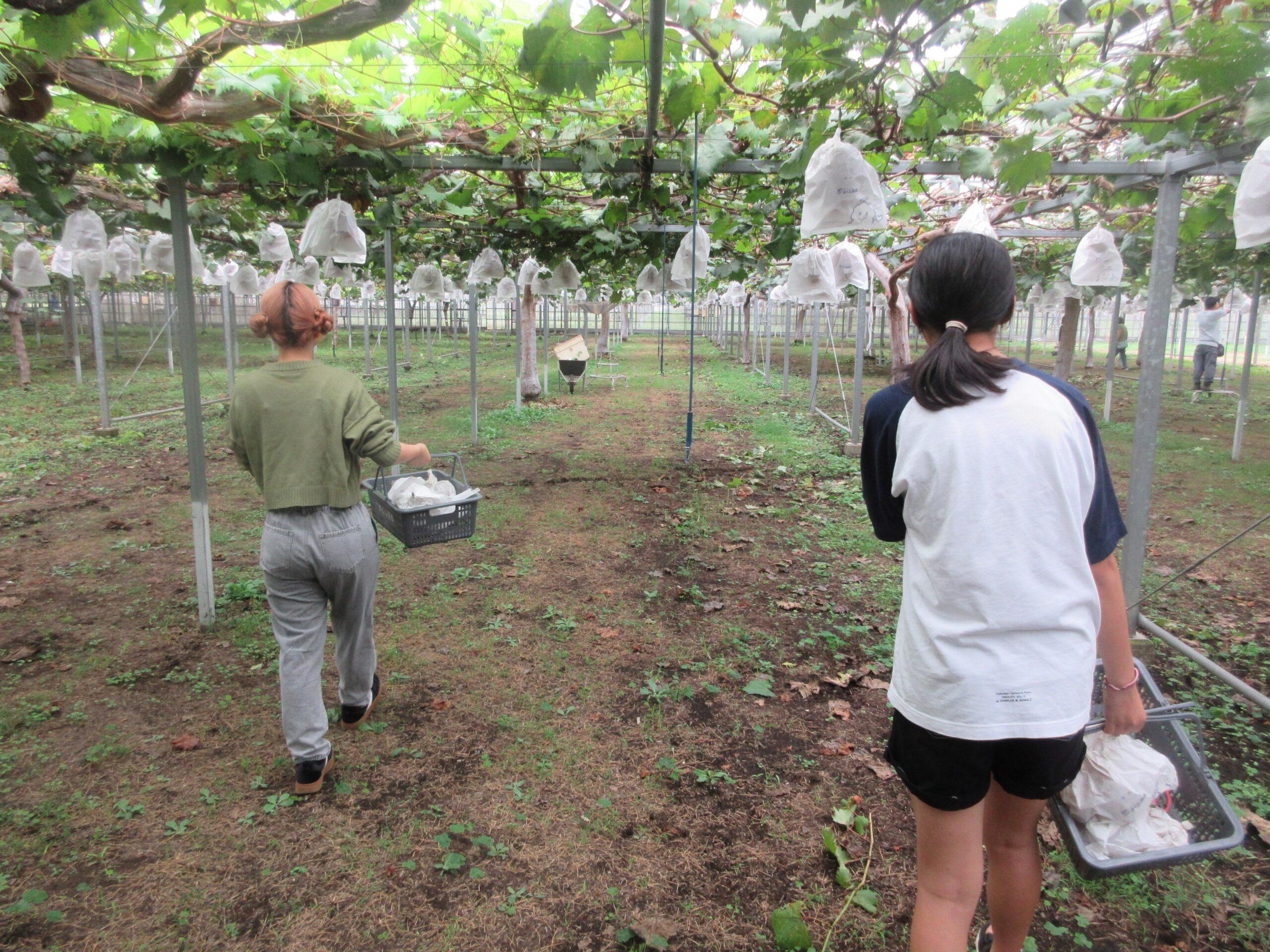 スマイルアクティブ