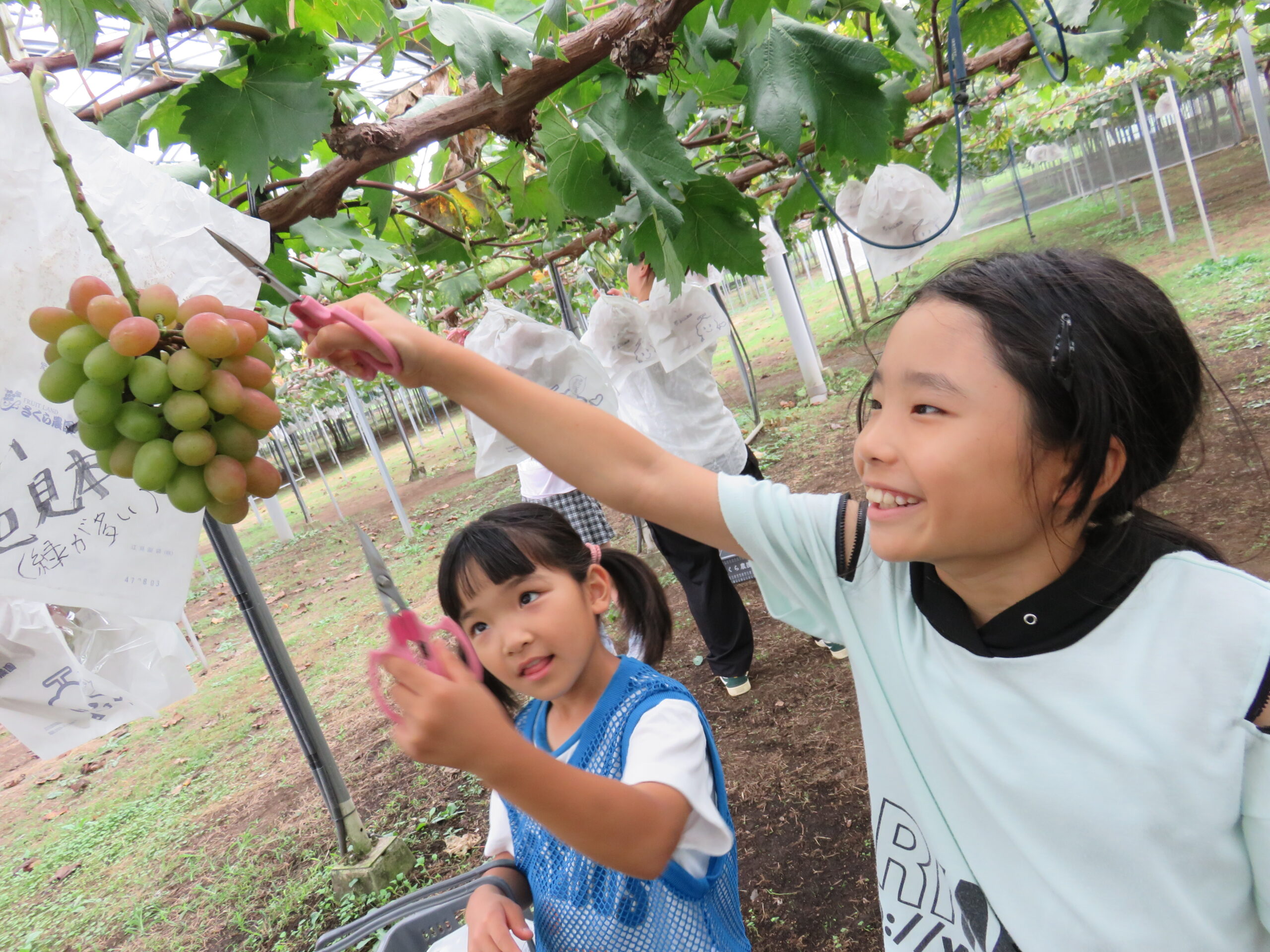 スマイルアクティブ